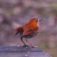 ���������ȃA�J�q�Q